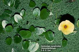 Image result for Limnocharitaceae