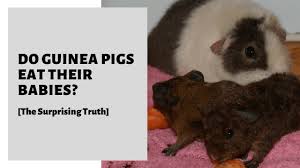 Jun 23, 2021 · image credit: Do Guinea Pigs Eat Their Babies The Surprising Truth