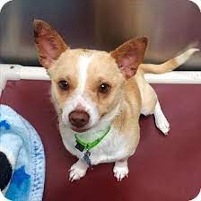 Maybe you would like to learn more about one of these? Riverside Ca Mixed Breed Medium Mix Meet Zook A Dog For Adoption Http Www Adoptapet Com Pet 18229910 Riverside Cali Kitten Adoption Pets Dog Adoption