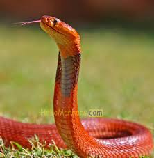 Top 10 smallest snake in the world. 10 Most Amazing Rare And Unique Snake In The World List 2020 2021