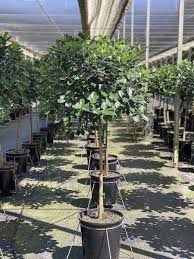 Ficus microcarpa 'moclame' is a popular indoor houseplant! Ficus Microcarpa Moclame Farm Life Tropical Foliage