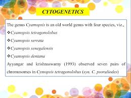 Image result for Cyamopsis serrata