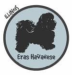 These puppies will go to local homes and will not be. Havanese Breeders In Illinois Havanese Puppies For Sale Il
