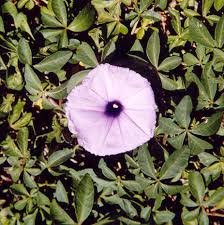 Image result for Ipomoea cairica
