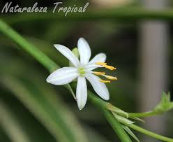 Flor Caracteristica De Las Cintas O Lazos De Amor Chlorophytum Comosum Plantas Ornamentales Plantas Cintas