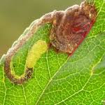 Image result for Stigmella prunetorum