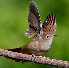 Nightingale serves up a breathtaking solo performance by david oyelowo in a film served well by its modest cinematic style. Beautiful Songbird Wings Of Nightingale Faces Risk Of Extinction Due To Climate Change Science Times