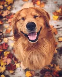 Animal Wallpapers That Can Make People Happy In 2020 Cute Dog Wallpaper Dogs Golden Retriever Cute Dogs And Puppies