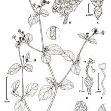 Image result for Boerhavia coccinea