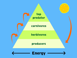 The 10 Percent Energy Rule Studiousguy