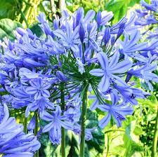 Allium Ampeloprasum Agapanthus Easy To Grow Bulbs Agapanthus Blue
