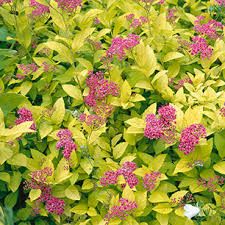 Image result for Spiraea bumalda