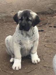 Kangal Yavrusu 2020 Satilik Kangal Yavrulari