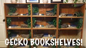 To find out more, including how to control. Gecko Bookshelf Diy Leopard Gecko Enclosure Youtube