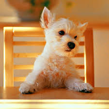 Maybe you would like to learn more about one of these? Dog Aesthetic Wallpapers Wallpaper Cave