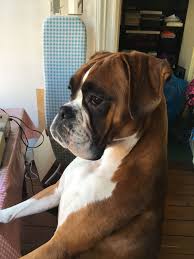Boxer Energetic And Funny Boxer Dogs Boxer Puppies Best Dog Food