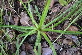 Image result for Aloe nuttii
