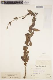 Image result for Cordylostigma virgatum