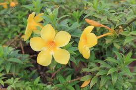 Yellow flowers names in india. Yellow Flowers In India Stock Photo Picture And Royalty Free Image Image 13484199