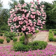 Cottage Farms Direct Flowering Trees Hydrangea Tree Garden Trees