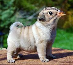 Wonderful And Weird Animal Hybrids I Guarantee You Will Want To Pet Them Weird Animals Photoshopped Animals Animal Mashups