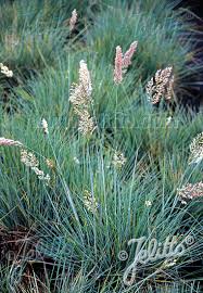 And a spread of 15in. Jelitto Perennial Seed Melinis Nerviglumis Portion S