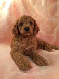 Both mixes are recognized by the achc (american canine hybrid club). Professionally Bred Red Cockapoo Pups Ia Mn Il Wi