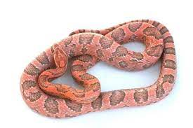 Coral Ghost Corn Snake Corn Snake Snake Pet Snake