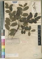 Image result for Ekebergia benguelensis