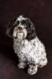 Bella Beautiful Curly Haired Black And White Designer Breed Dog Photographed In Front Of A Dark Background Dog Photograph Designer Breed Dogs