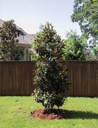 Little Gem Magnolia Dallas Texas Treeland Nursery Magnolia Tree Landscaping Small Trees For Garden Evergreen Trees Landscaping