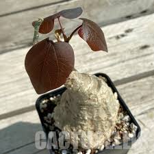 Image result for Adenia stenodactyla