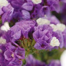How to make a tissue paper flower. Tissue Culture Statice Purple Flower Fiftyflowers Com