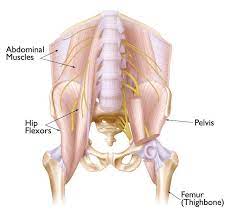 This deep muscle begins in the low back and pelvis and connects on the inside edge of the upper femur. Hip Strains Orthoinfo Aaos