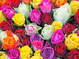 Baúl rosas y gerberas $ 79.00; Significado Del Color De Las Rosas Rojas Blancas Amarillas Verdes Etc