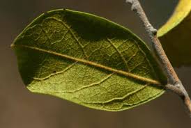 Image result for Combretum hereroense