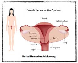 The internal reproductive organs in the female include: Human Female Reproductive System