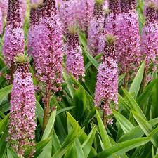 Image result for Eucomis zambesiaca