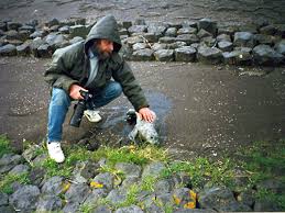 „so dolle bedingungen diesen winter für einen. Meeresakrobaten Drei Delfin Freunde Auf Schweinswal Suche An Der Nordsee