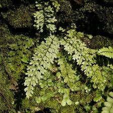 Image result for Asplenium