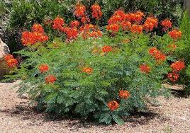 Bird Of Paradise Bush Arizona Caesalpinia Pulcherrima Caesalpinia Pulcherrima Pride Of Barbados Red Bird Of Paradise Birds Of Paradise Plant Paradise Plant Flowering Bushes