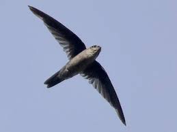 Swiftlet, indian aerodramus unicolor found: Indian Swiftlet Aerodramus Unicolor Birds Of The World