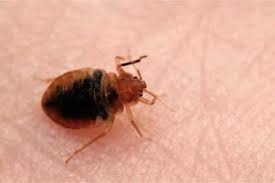 Bed bug infestations actually used to be very common in the united states before world war ii. How To Tell If You Have Bed Bugs Early Bed Bugs Insider