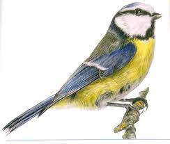 l aquarelle realiste peindre la nature comme anna mason edisaxe art a theme oiseau en peinture coloriage roi des voitures