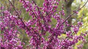 The violet colored flowers appear on the bare branches in spring, making a. In Bloom Easy Elegant Redbud