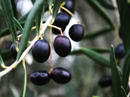 A Beginners Guide To Olives 14 Varieties Worth Seeking Out