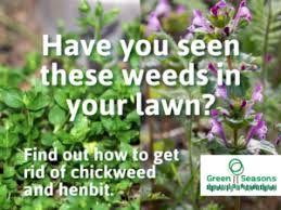 And is it even possible to produce the coveted purple color by giving the plant something extra, taking something away, or tweaking the conditions in. How To Control Chickweed And Henbit For A Better Looking Lawn