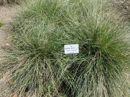 Image result for Festuca africana