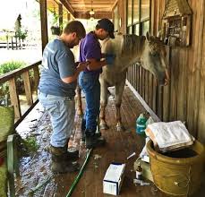 Two hours for care plus riding time, which varies and is not daily.. Taking Care Of Horses After The Storm The Horse