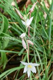 Image result for Trachyandra saltii